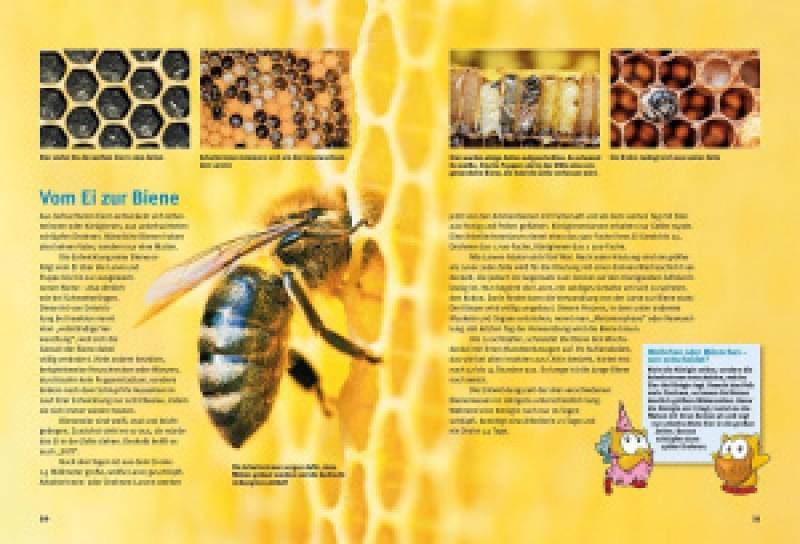 Entdecke die Bienen